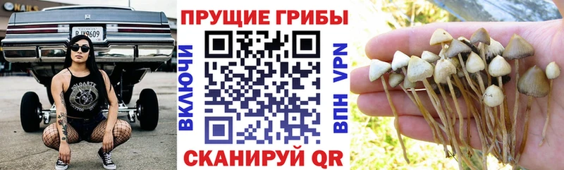 Псилоцибиновые грибы Magic Shrooms Купить закладки Дрезна